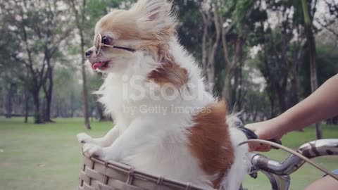 4k slo mo, Chihuahua dog with sunglasses on bicycle basket stock video