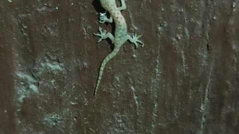 Young hatchling of Indian lizard