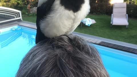 Trusting Magpie Stands on Man's Head