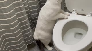 Cat Passes Time by Flushing Toilet