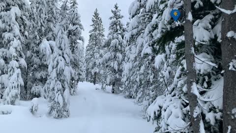 Nature's Version of Snow Flocking – Central Oregon – Vista Butte Sno-Park – 4K