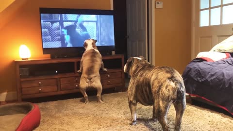 Bulldogs Frantically Warn TV Canine Of Danger in Classic Horror Scene