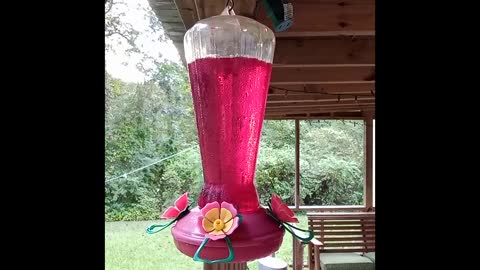 Humming Birds at Feeder