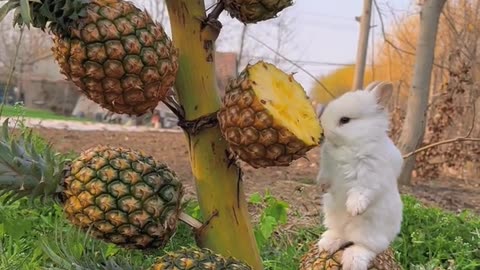 Rabbit eat pineapple