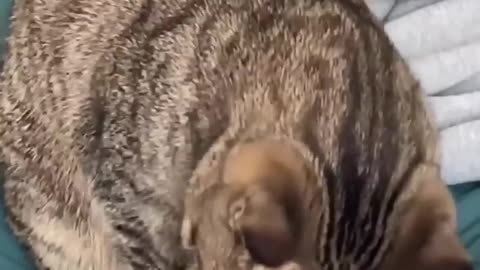 LOL, Try Not To Laugh Cats Videos Latest Funny Cats Shorts Clips 😺😂😂 -EPS637