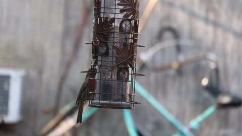 birds eating a wonderful view