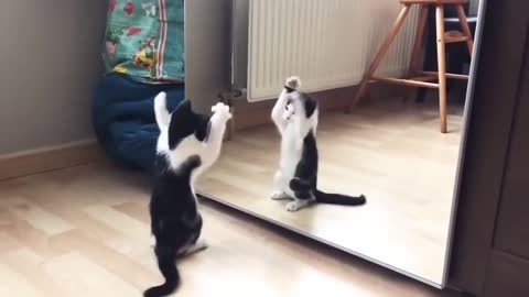 Funny cat in front of mirror play with himself