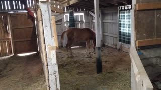 Playing in the barn