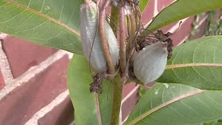 Milkweed