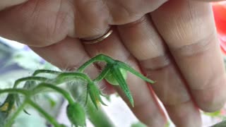 How to Prune a Cherry Tomato Plant