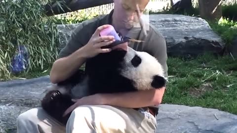 Cute baby panda love to cuddle