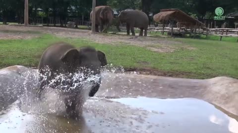 Elephent video is good funny