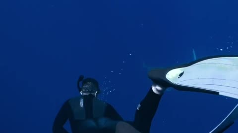 A Man Snorkeling with Sharks