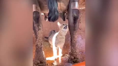 Funniest Animal Videos