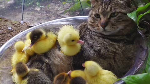 Sweet Moment Between Cat and Duckling - Adorable!