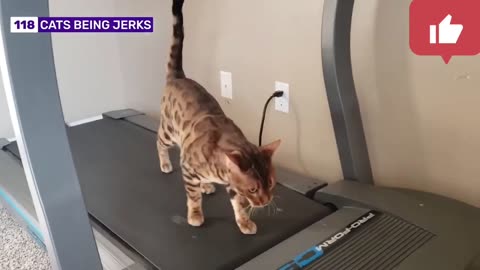 Cats Can be Jerk | Savage Cats Compilations Part 2