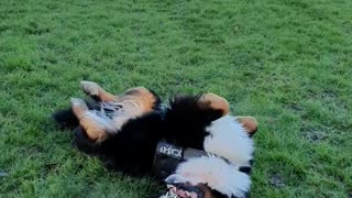 Bernese Mountain Dog refuses to leave the park
