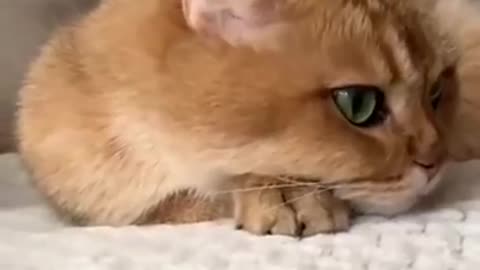 Cute kitten funny video reaction on emojies😁