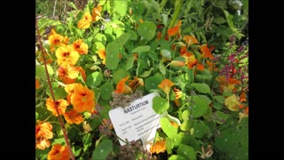A Cheerful Flower Nasturtium Sept 2021