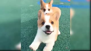 Baby Dogs - Cute and Funny Dog Videos Compilation #02