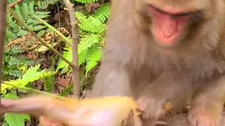 Baby monkey newborn cute animals and Mom 7