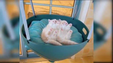 Funny cats videos to make your day happy!