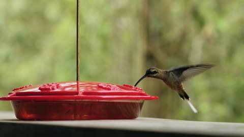 Humming Bird Flying