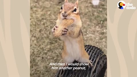 Chipmunk 🐿️ gets so jealous when his favorite girl talking to another chipmunks 🤣