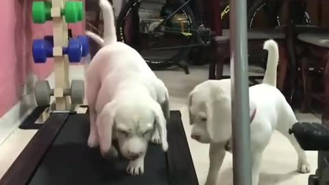 A dog playing on a treadmill.