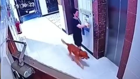 Dog is lucky to escape