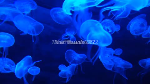 Deep sea water //jelly fish #sea #Nasirpktv