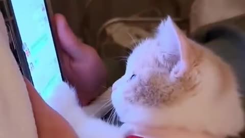 "Cat-ivating Clips: A Collection of Cute, Funny and Surprising Cat Videos!"