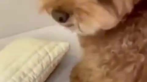 Cute dog gets angry at farting