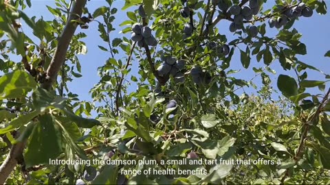 "Discover the Delicious Power of Damson Plums: 5 Surprising Benefits! 🍇🌟 | TrendingHealthTales"