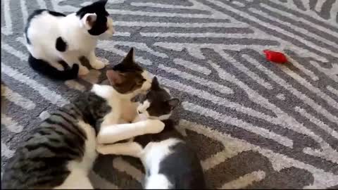 lazy kittens and cats waiting for something , videos rumble