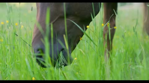 Arabian horse eating grass in a green meadow