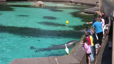 SeaWorld's Dolphin Encounter