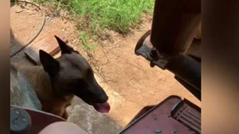 Dogs argue over who gets to drive the tractor.