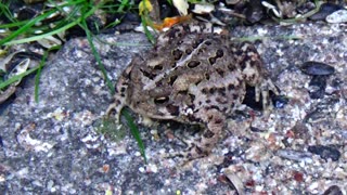 Toad