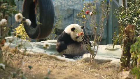 Bathing good time for pandas