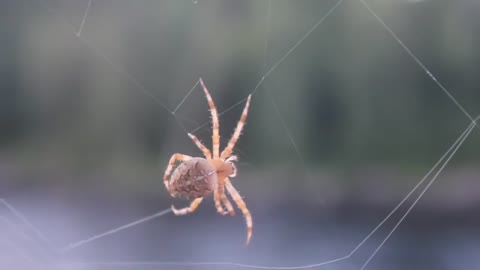 a spider weaves a web