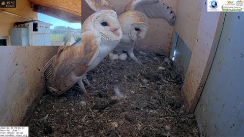 Crazy!!!!! Wild kestrel attacks barn owls pair inside nest and is lucky she escapes with her life!