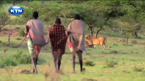 Maasai worriors snatching meat from a park of lions