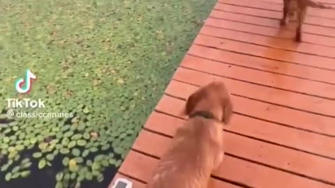 Your daily dose of funny cute dogs #relaxmydog #funny #dogs #funnydogs #compilation