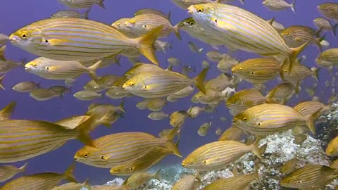 Herd Of Yellow Fishes Traveling under Water