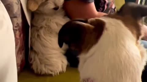 "Tiny Terror: A Fluffy Puppy's Fear of Big Dogs"