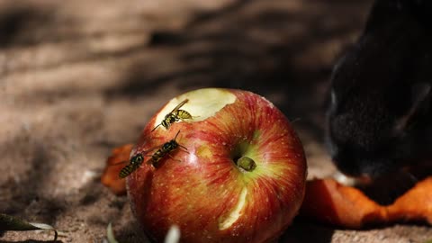 Rabbit nibbling on carrot and apples in woods #Nature #SmallAnimals