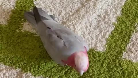 Smart And Funny Parrots Parrot Talking Videos Compilation (2023) - Cute Birds #25