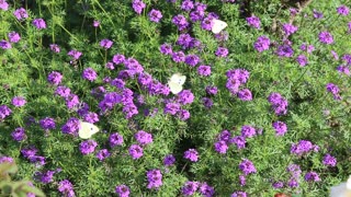 Flower With Butterfly