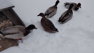 Call Ducks Wake up to First Snow